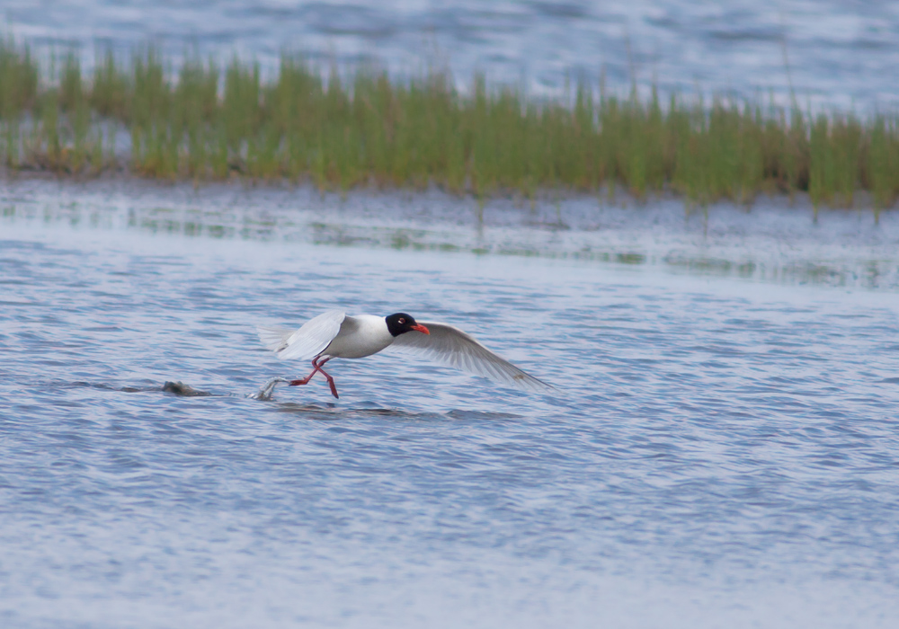 Mediterranean Gull