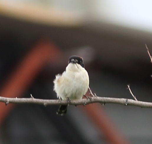 Woodchat Shrike