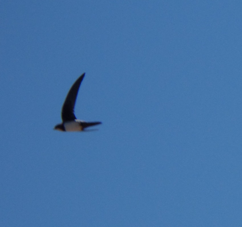 Alpine Swift