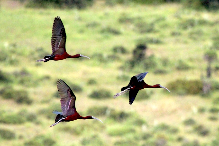 Glossy Ibis