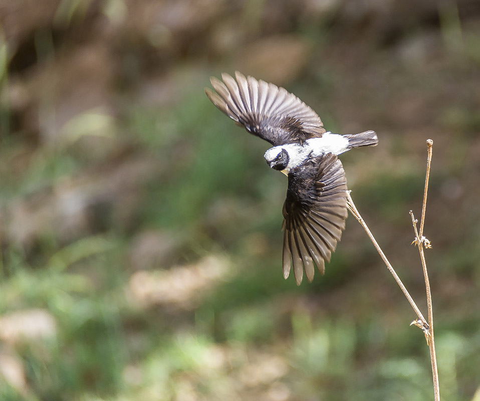 Black-eared Wheatear