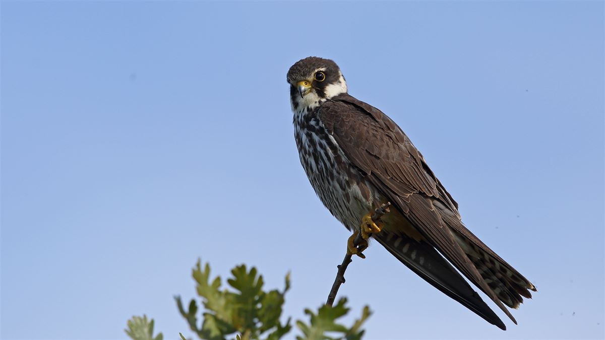 Eurasian Hobby