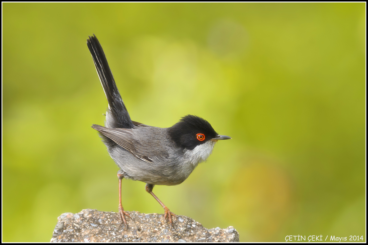 Sardinian Warbler
