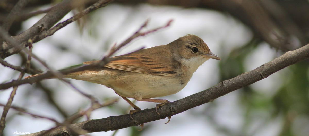 Common Whitethroat