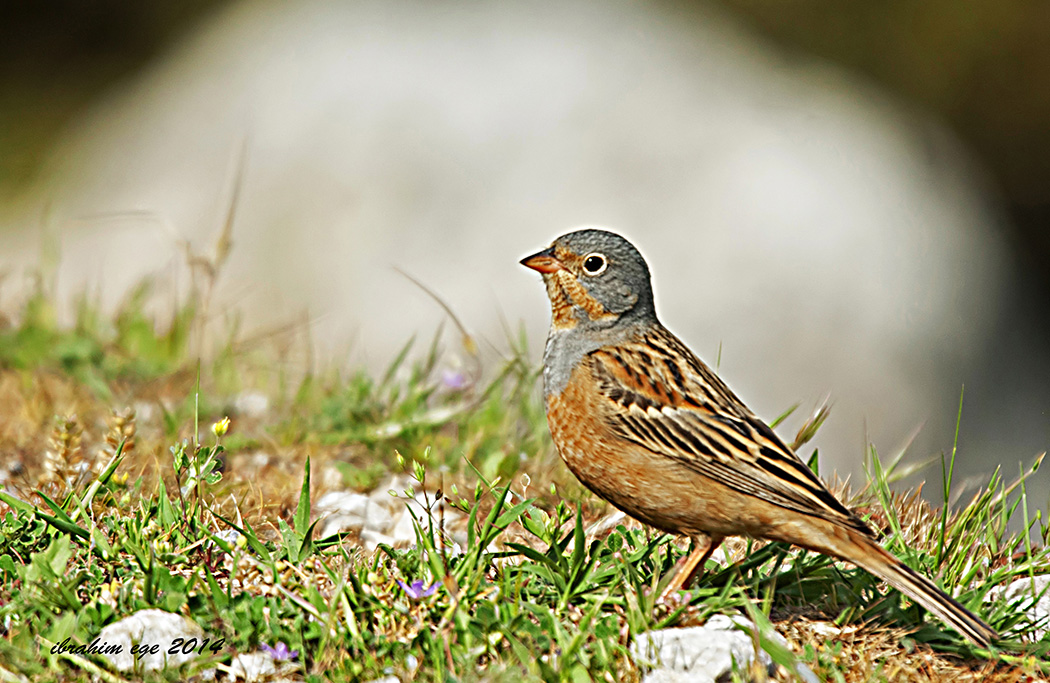 Cretzschmar`s Bunting