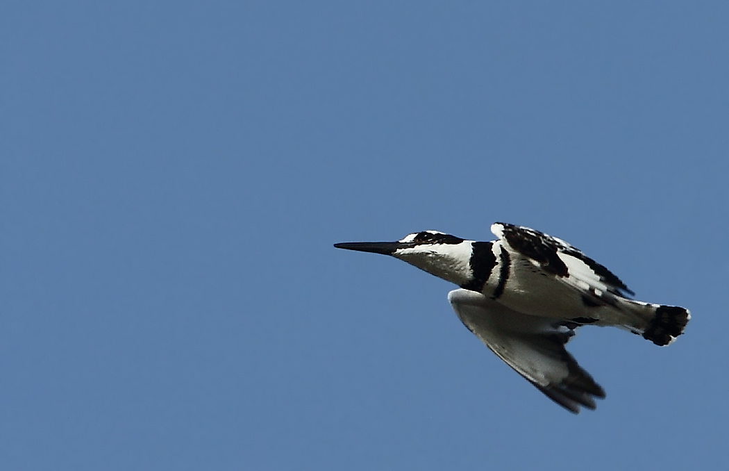 Pied Kingfisher