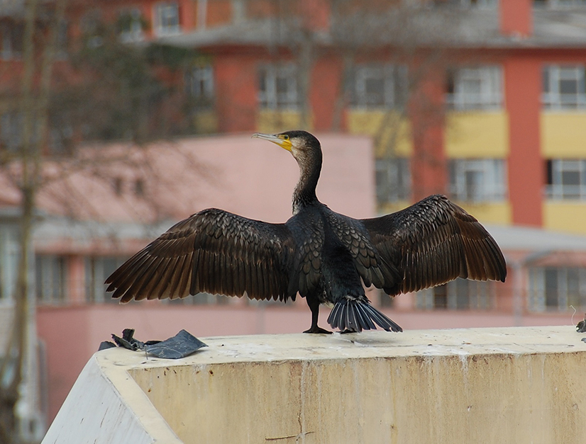 Great Cormorant
