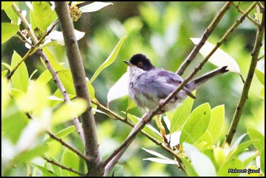 Sardinian Warbler