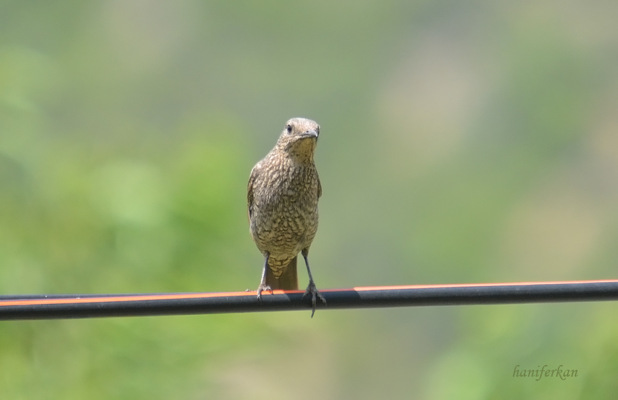 Blue Rock Thrush
