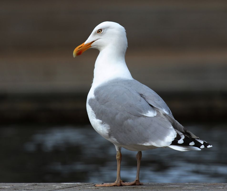 Lesser Black-backed Gull