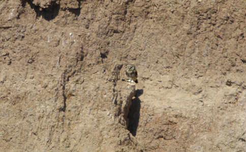 Little Owl