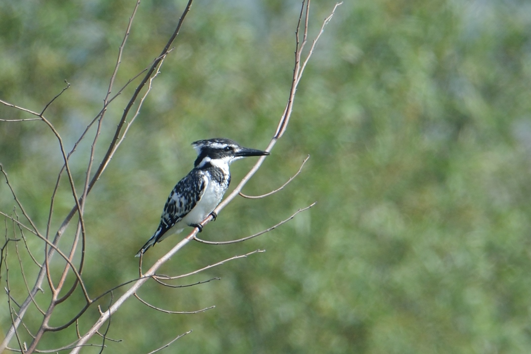 Pied Kingfisher