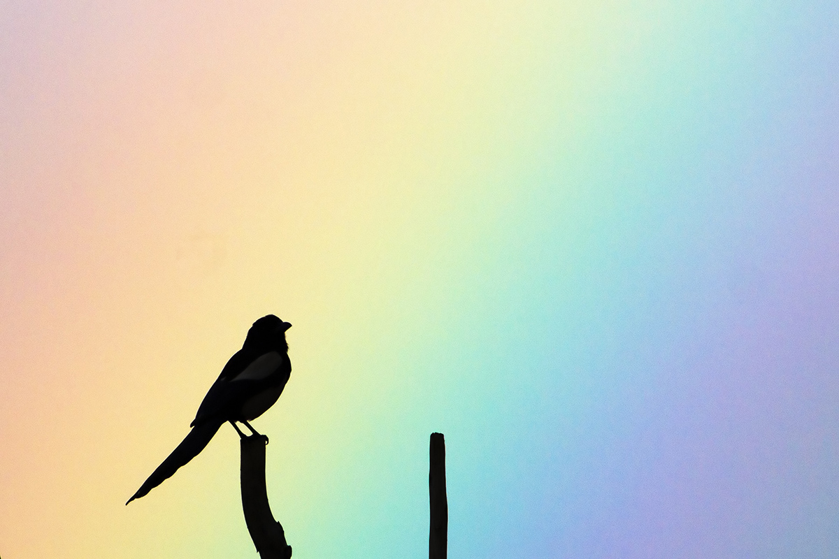 Eurasian Magpie