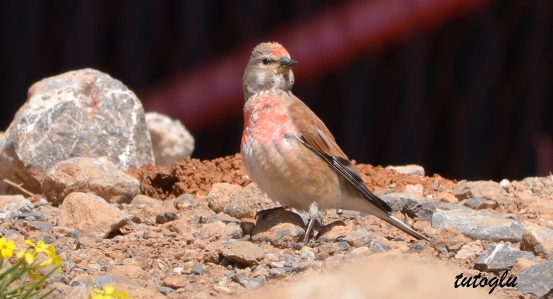 Common Linnet