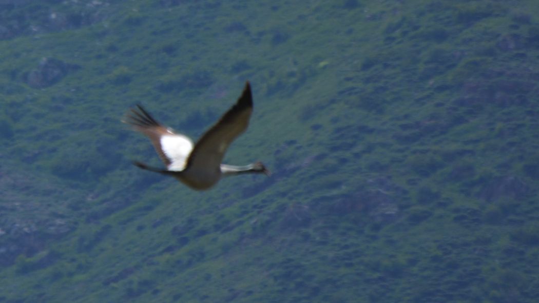 Common Crane