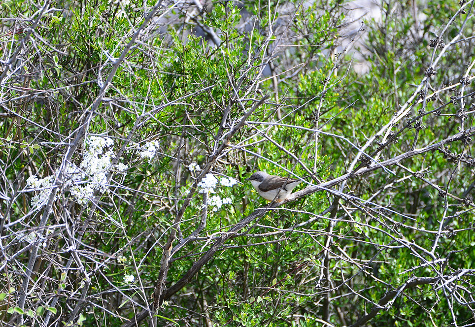 Lesser Whitethroat