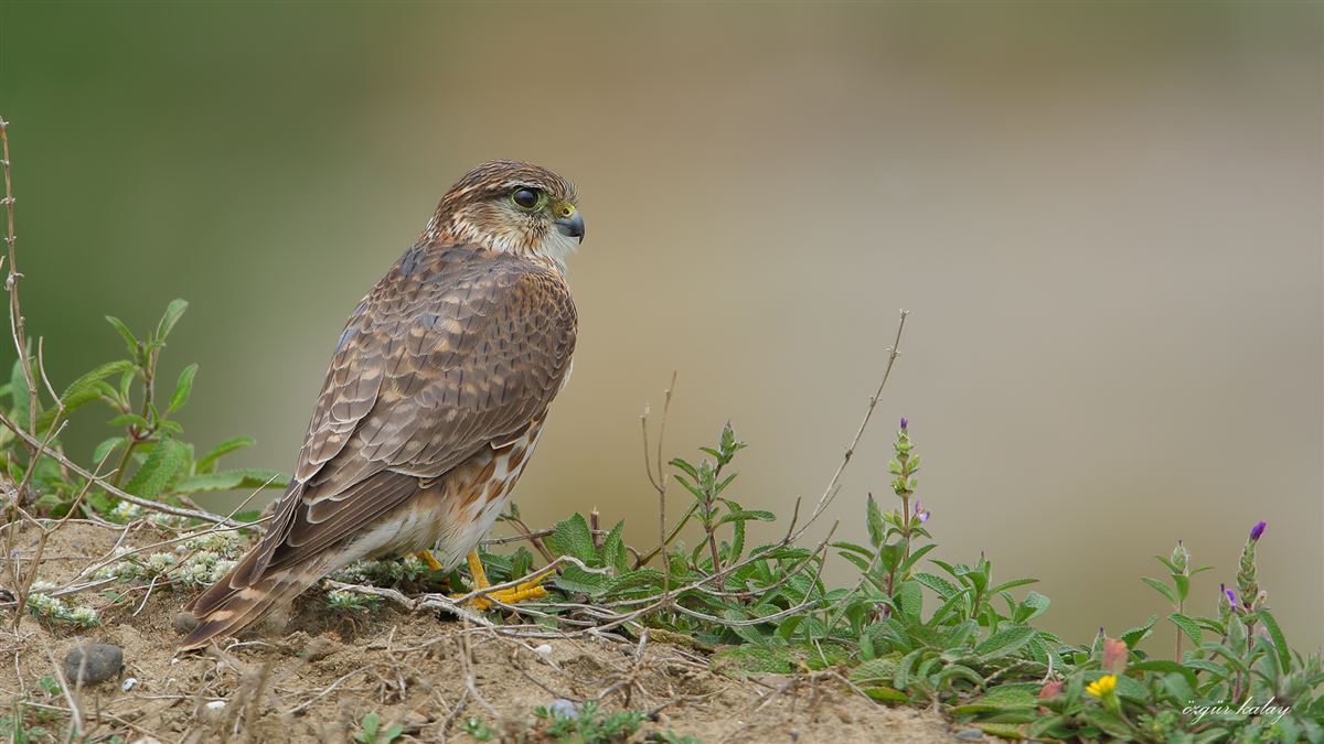 Merlin