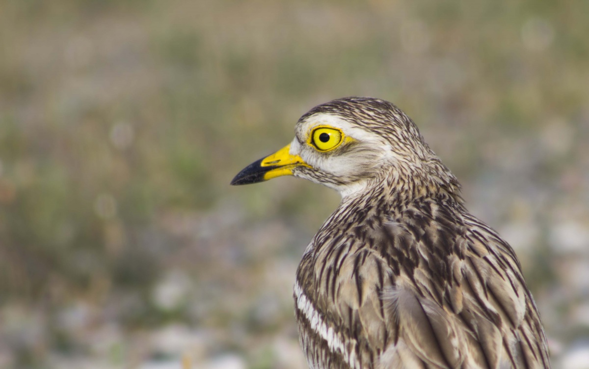 Eurasian Stone-curlew