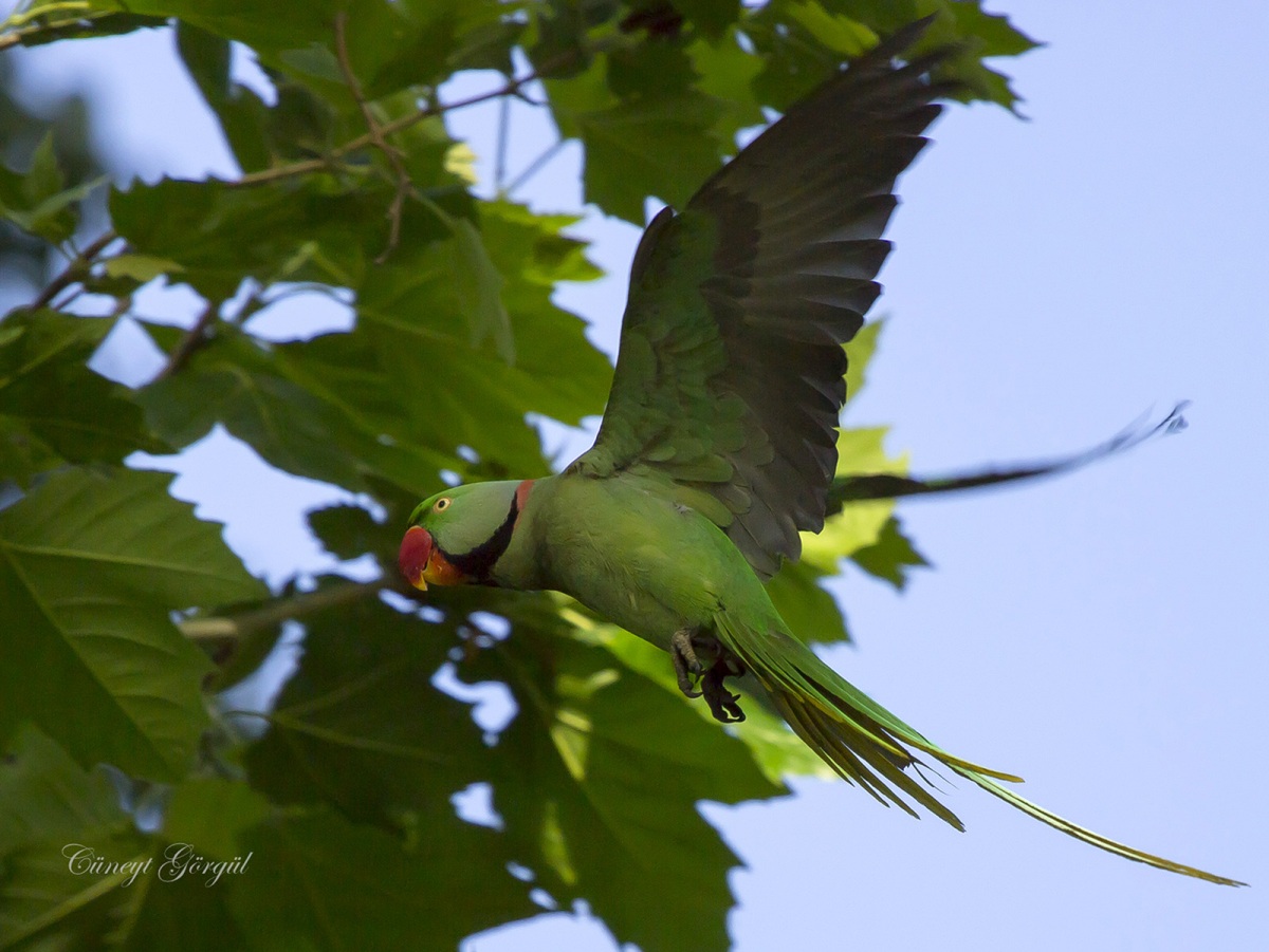 Alexandrine Parakeet