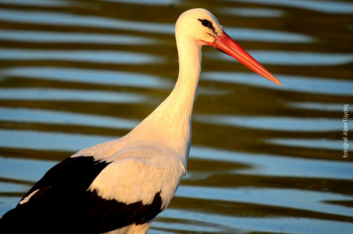 White Stork