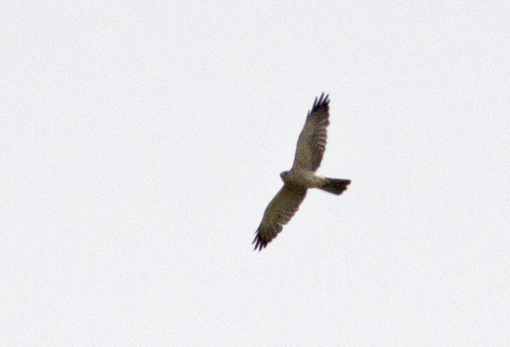 Levant Sparrowhawk