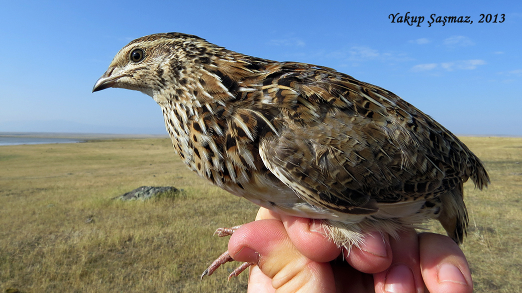 Common Quail