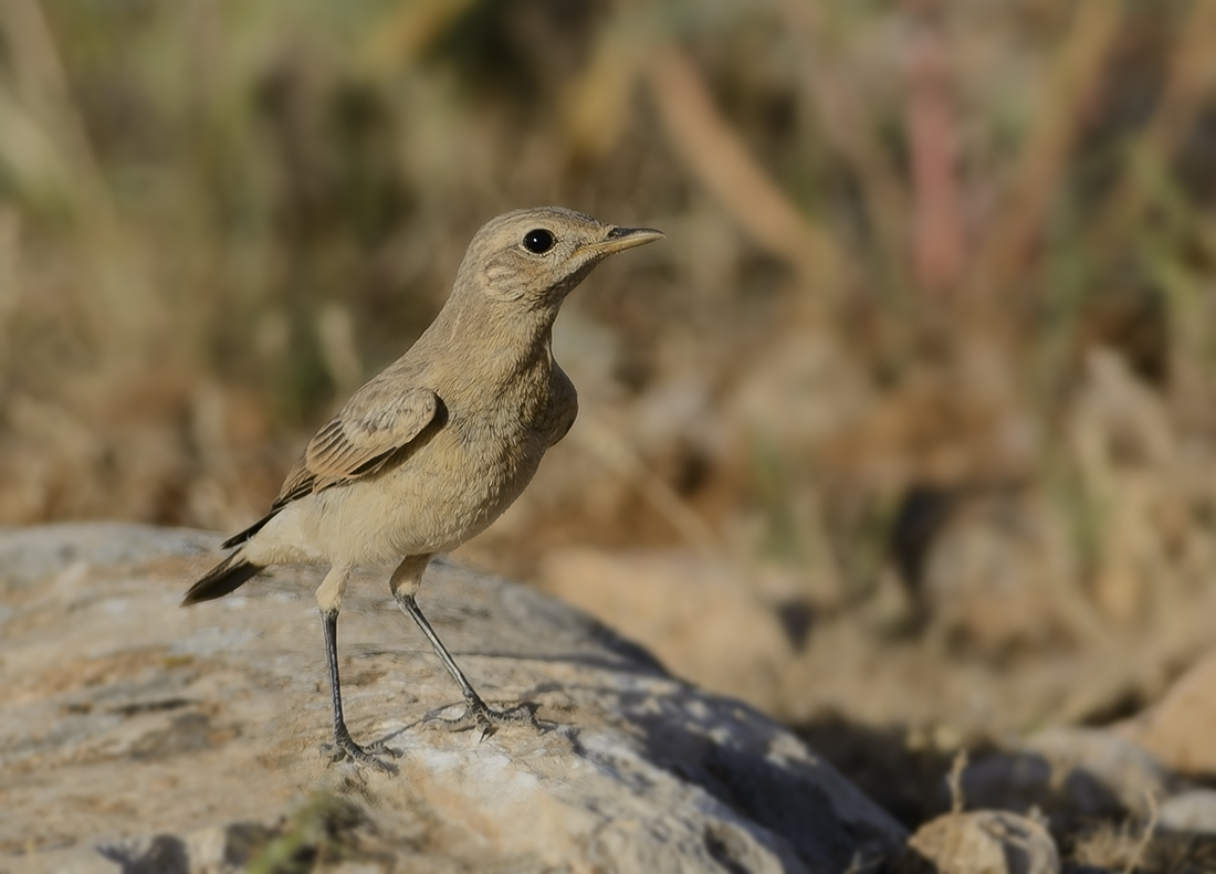 Isabelline Wheatear