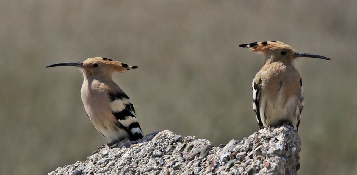 Common Hoopoe