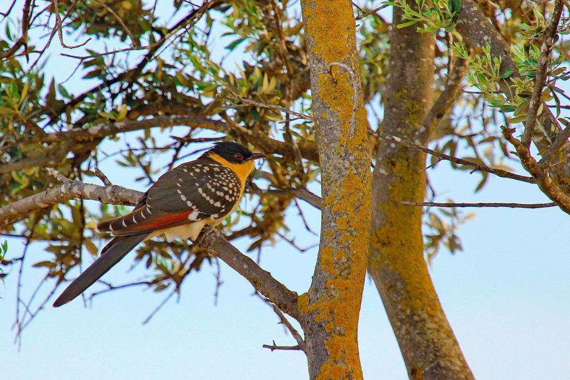 Great Spotted Cuckoo