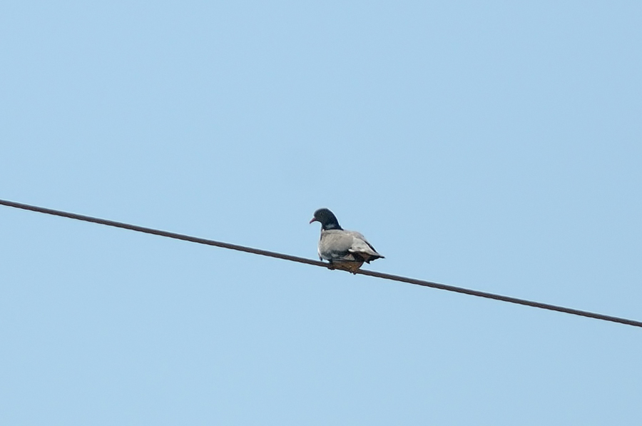 Common Wood Pigeon