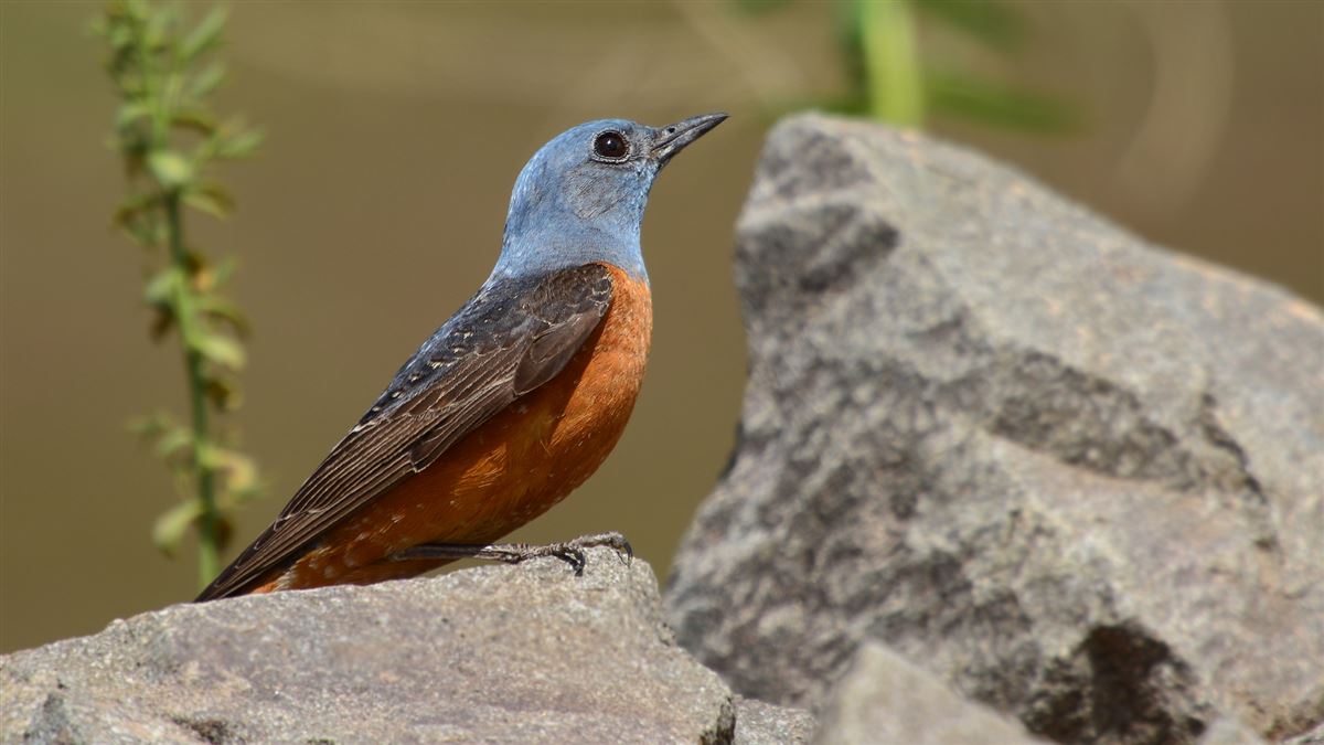 Common Rock Thrush