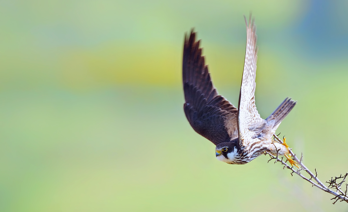 Eurasian Hobby