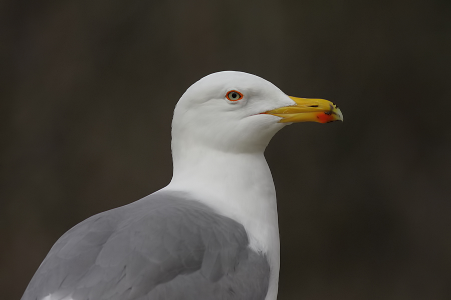 Yellow-legged Gull