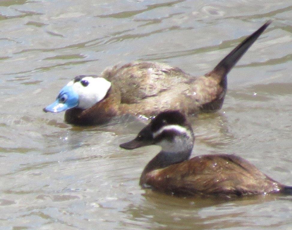 White-headed Duck