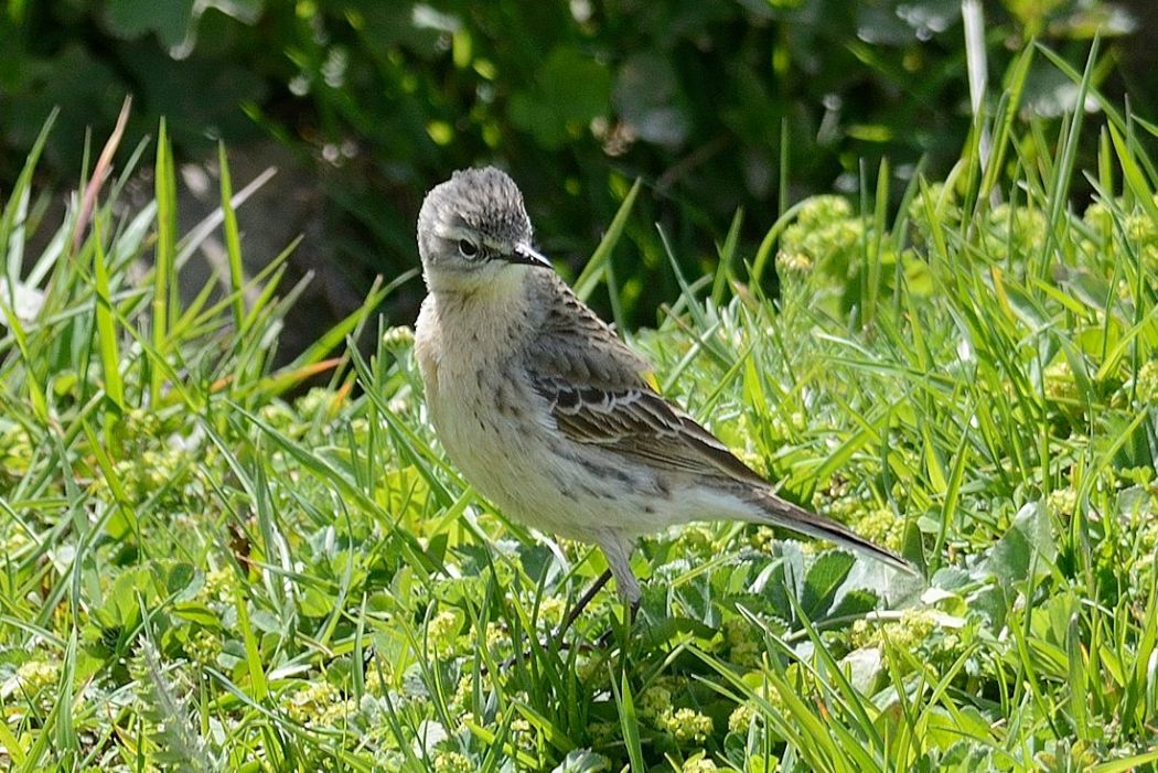 Water Pipit