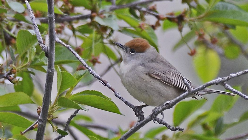 Eurasian Blackcap
