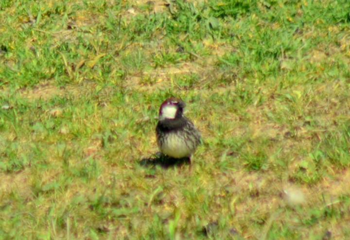 Spanish Sparrow