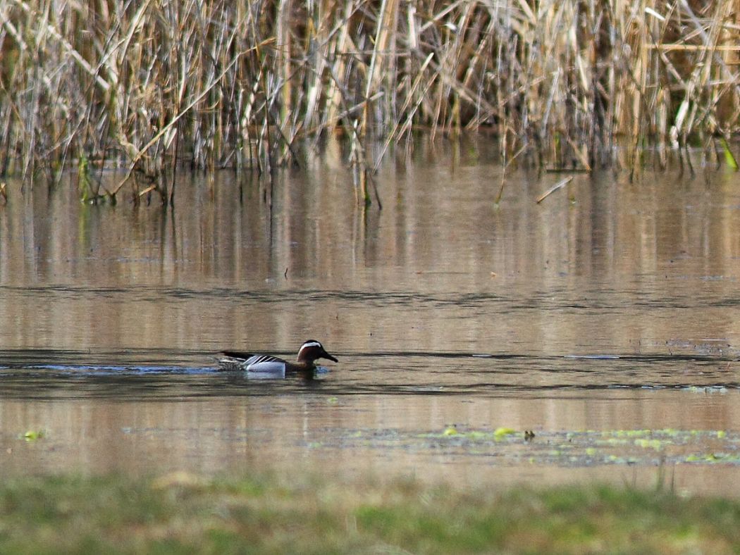 Garganey