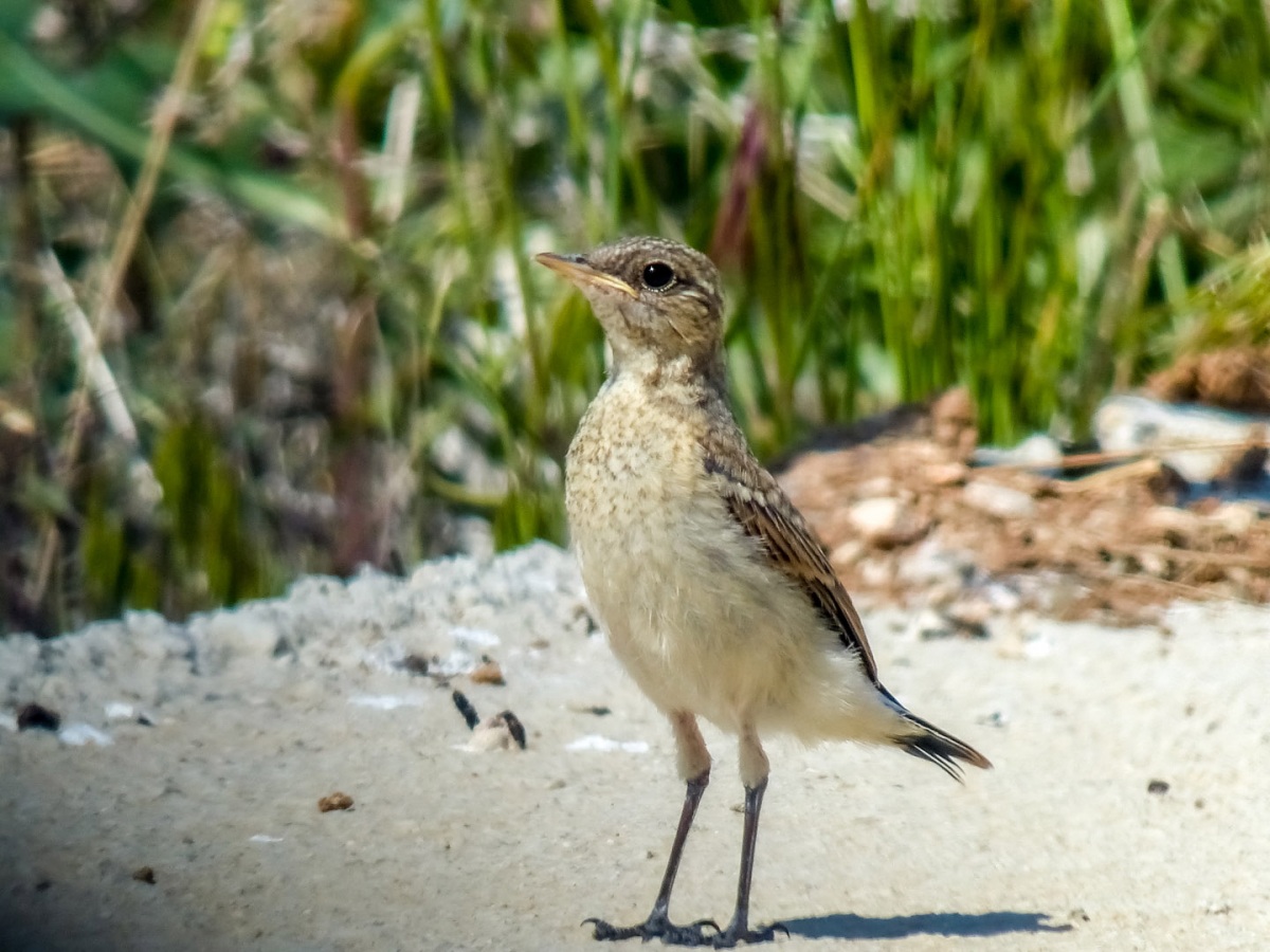 Northern Wheatear