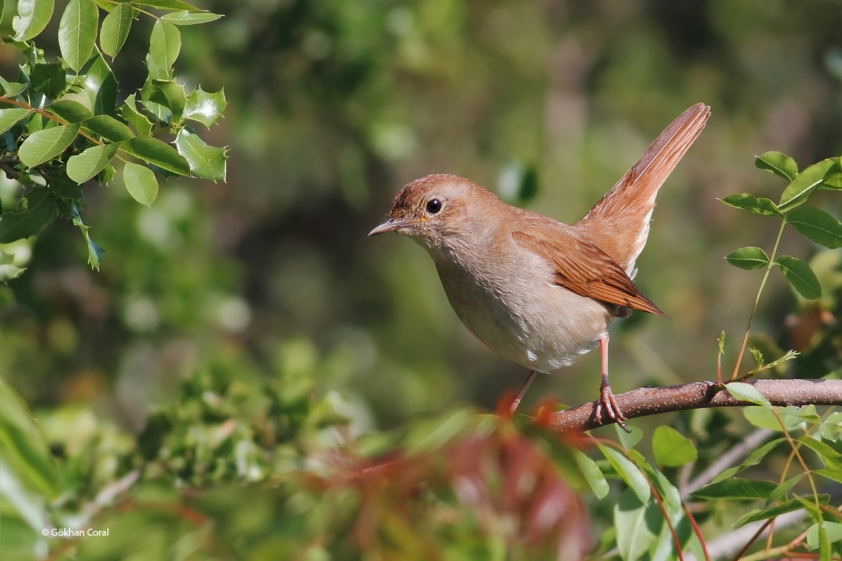 Common Nightingale
