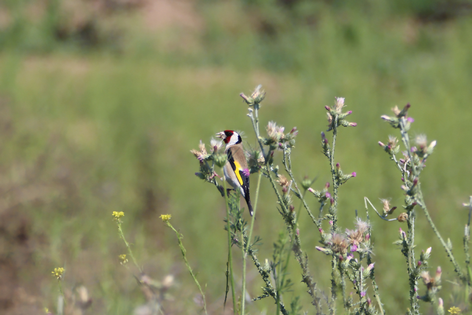 European Goldfinch