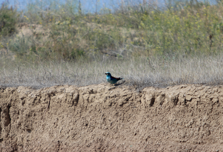 European Roller