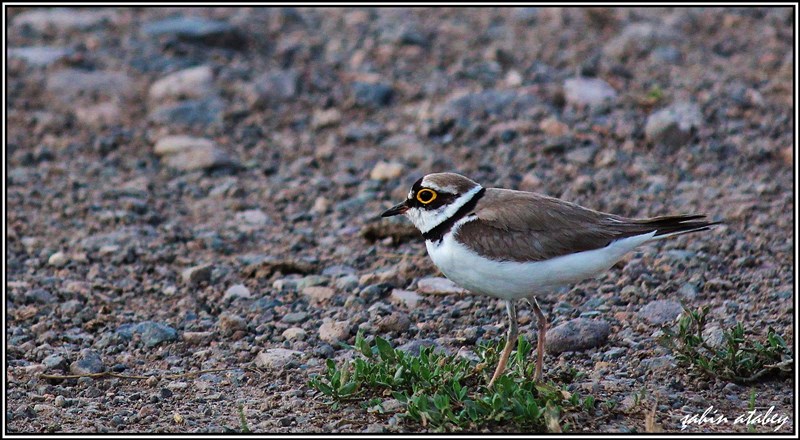 Little Ringed Plover