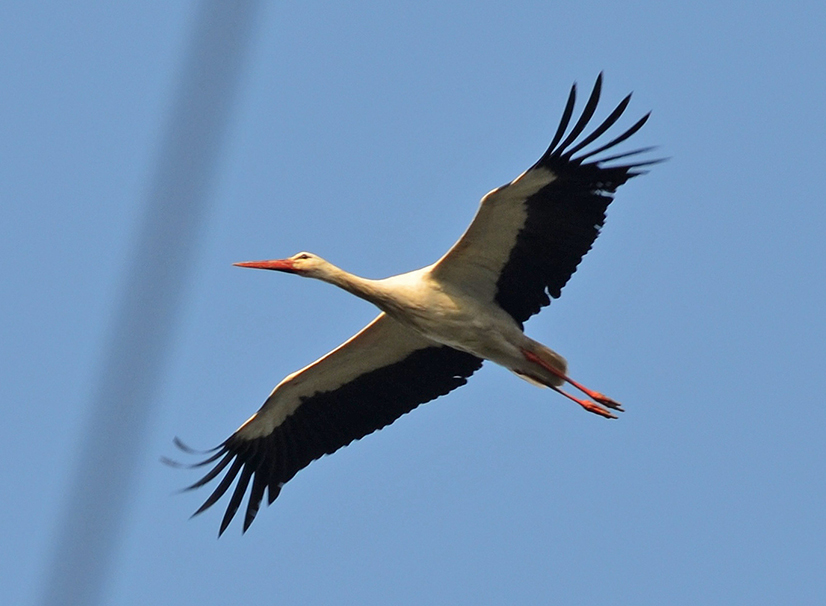 White Stork