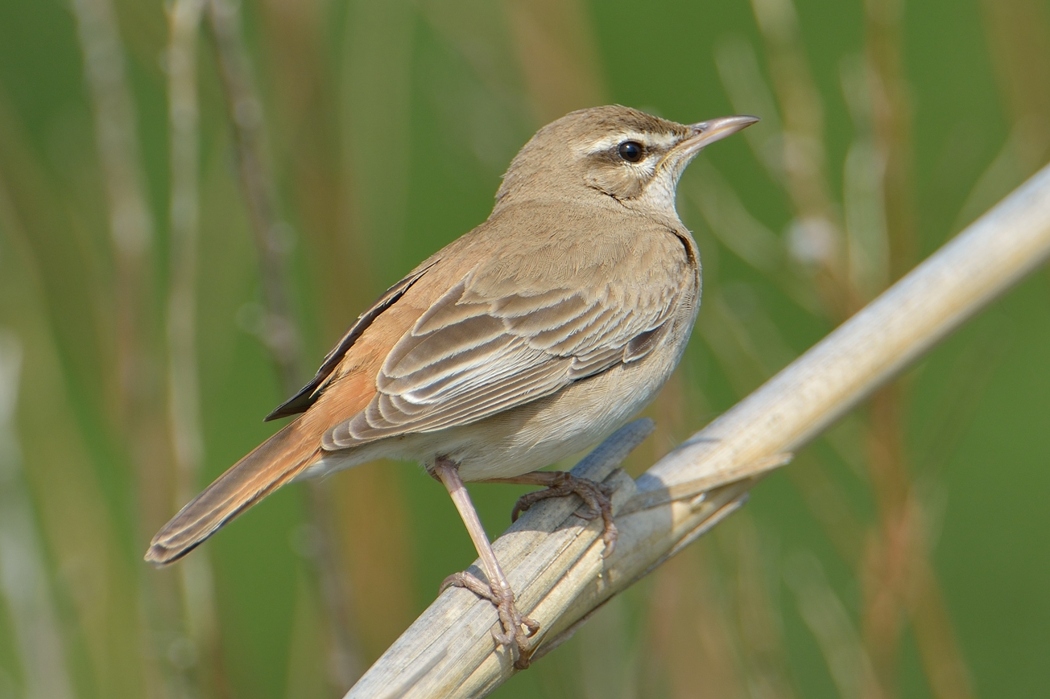 Rufous-tailed Scrub Robin