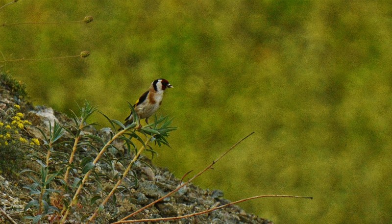European Goldfinch