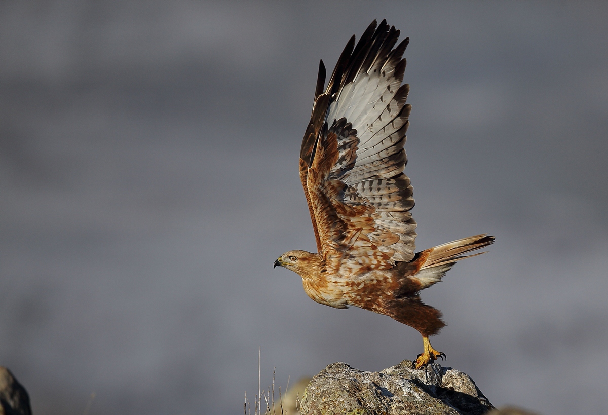 Long-legged Buzzard