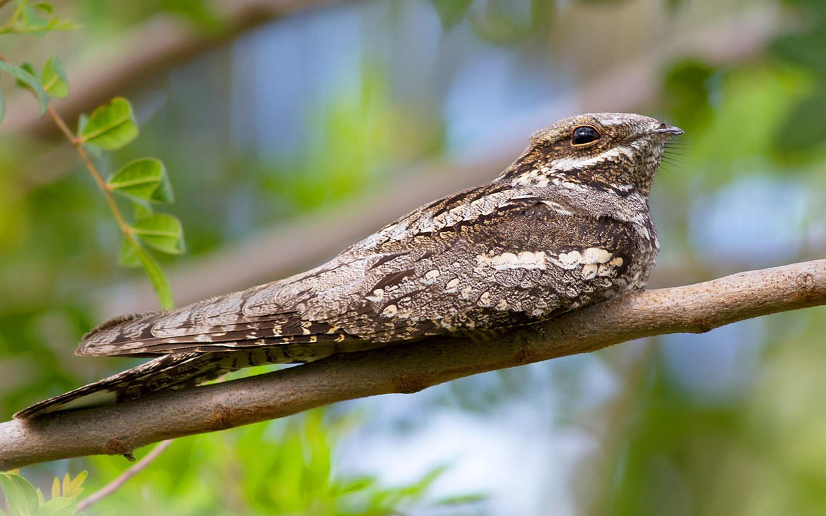 European Nightjar