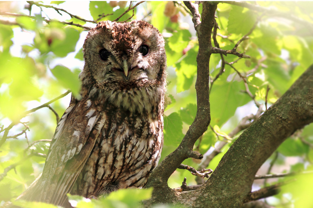 Tawny Owl