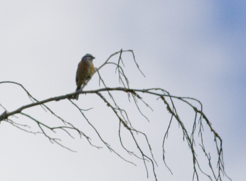 Rock Bunting